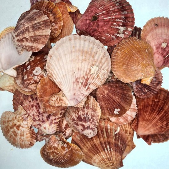 Argopecten Small Kiloluk Deniz Kabuğu (1 KG)