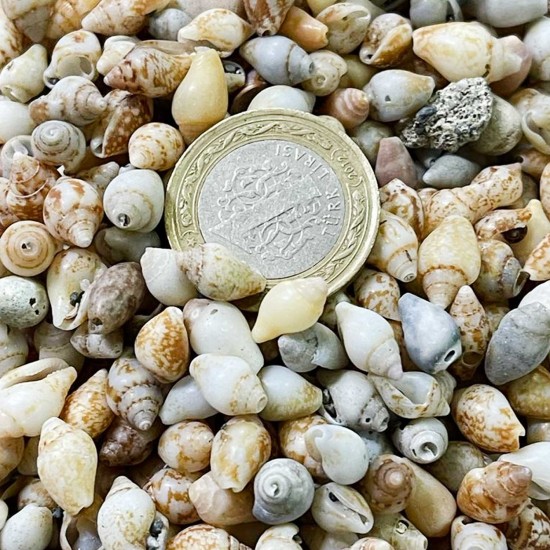 Nassa Shell Kiloluk Deniz Kabuğu (1 KG) Yerli