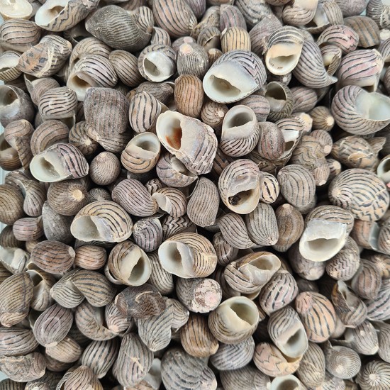 Nerita Communis Kiloluk Deniz Kabuğu (1 KG)